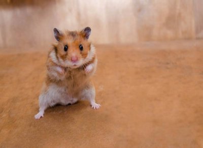 scared-hamster_Olena-Kurashova_Shutterstock.jpg