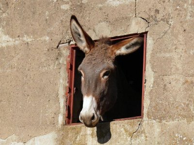 depositphotos_13389971-stock-photo-donkey-and-window.jpg