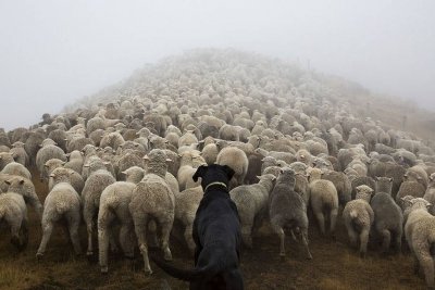 working-dog-animals-shepherds-realm-andrew-fladeboe-35.jpg