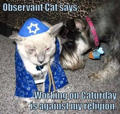 Jew_cat.jpg