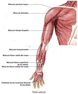 musculos-del-brazo-2.jpg