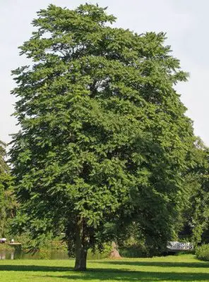 443px-Götterbaum_(Ailanthus_altissima).jpg