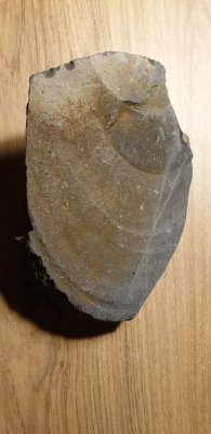fossil[1].jpg