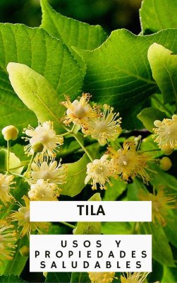 Tila-planta-medicinal.jpg