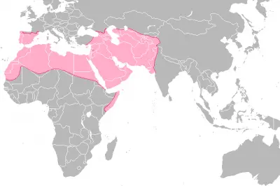 Umayyad-Empire.png