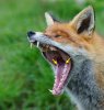 Yawning_red_fox.jpg