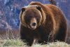 oso-grizzly-de-California.jpg