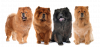 Chow-Chow.png