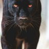 Jaguar negro del Amazonas