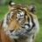 The Tiger
