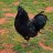 Pollo Mewing