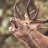 Venado pvtero