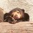 Oso durmiendo