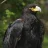 Aquila Verreauxii