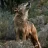 Lobo Ibérico