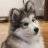 Malamute