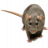 AFMM
