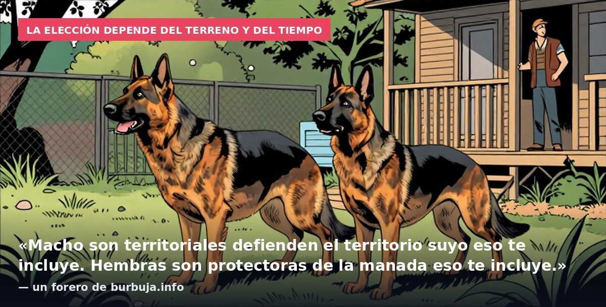 La elección depende del terreno y del tiempo: «Macho son territoriales defienden el territorio suyo eso te incluye. Hembras son protectoras de la manada eso te incluye.» — un forero de burbuja.info