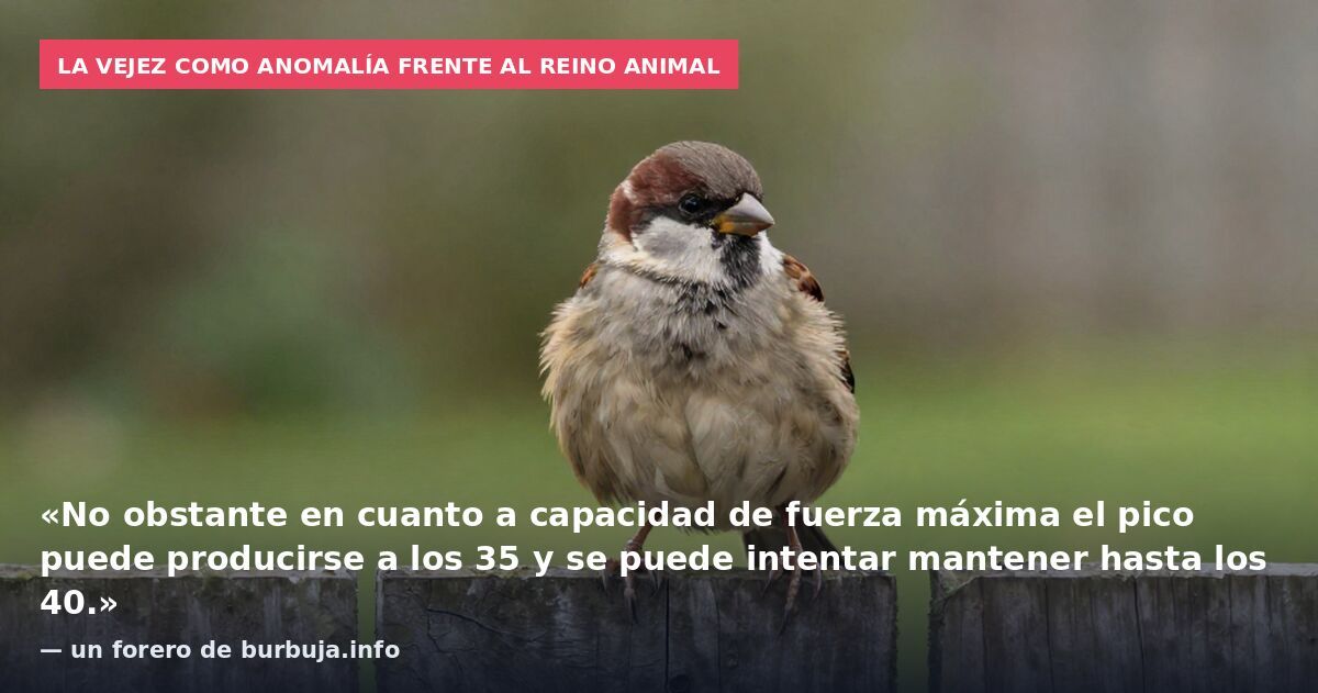 La vejez como anomalía frente al reino animal: «No obstante en cuanto a capacidad de fuerza máxima el pico puede producirse a los 35 y se puede intentar mantener hasta los 40.» — un forero de burbuja.info