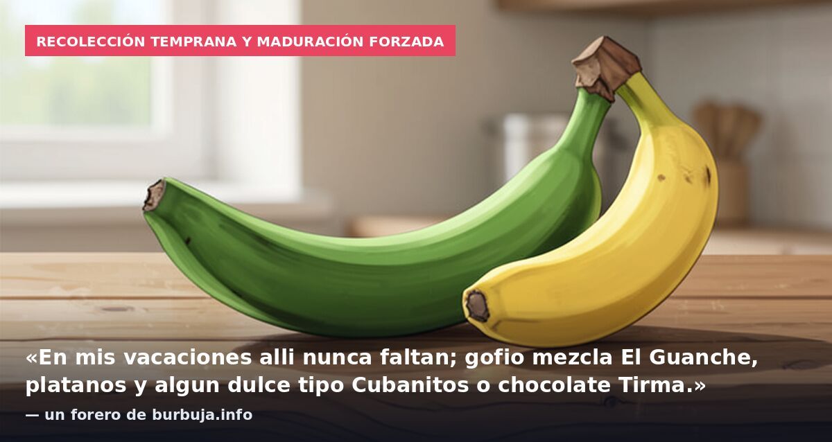Recolección temprana y maduración forzada: «En mis vacaciones alli nunca faltan; gofio mezcla El Guanche, platanos y algun dulce tipo Cubanitos o chocolate Tirma.» — un forero de burbuja.info