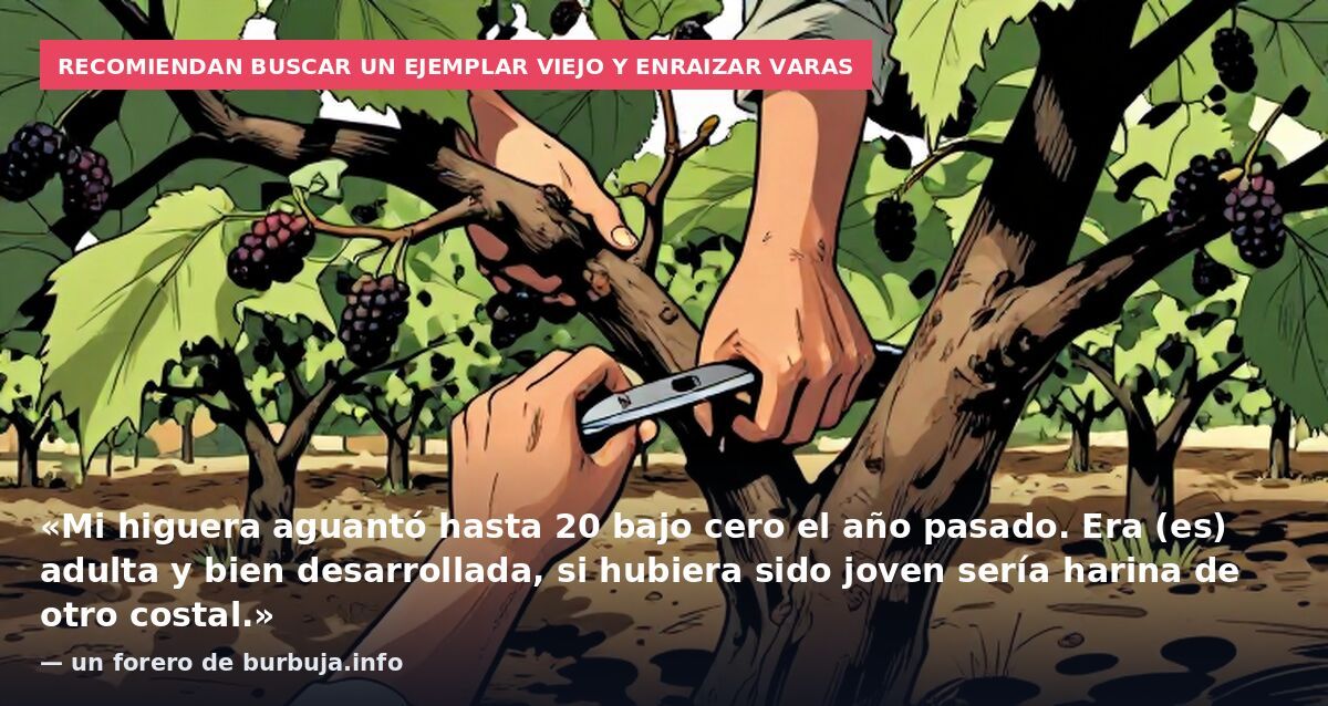 Recomiendan buscar un ejemplar viejo y enraizar varas: «Mi higuera aguantó hasta 20 bajo cero el año pasado. Era (es) adulta y bien desarrollada, si hubiera sido joven sería harina de otro costal.» — un forero de burbuja.info