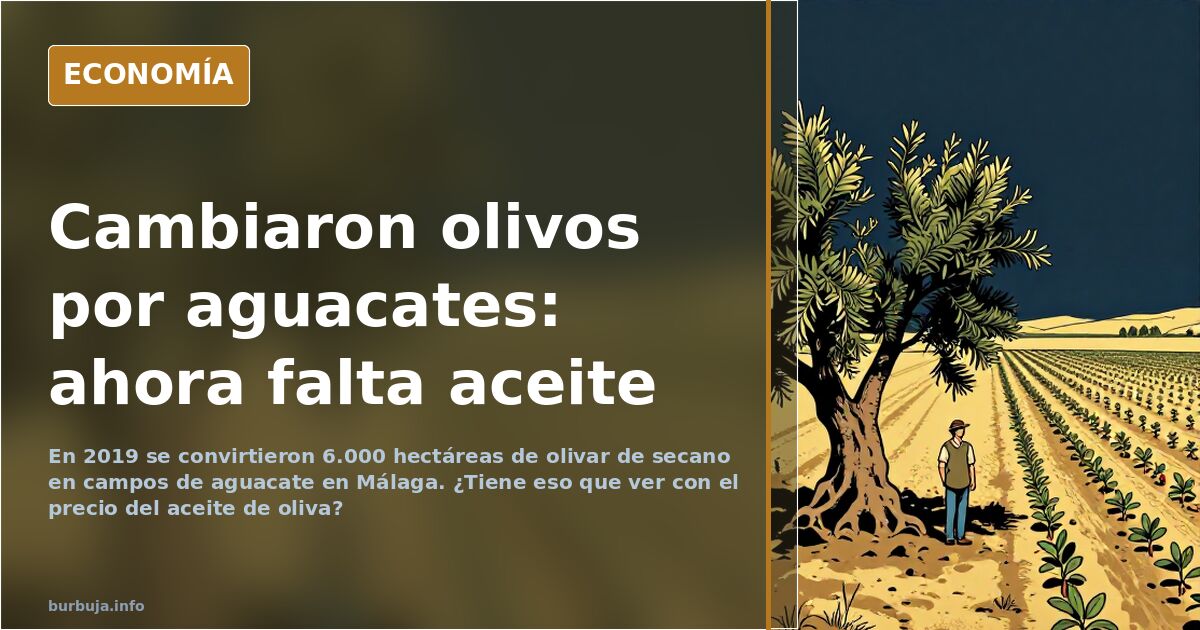 Aceite de oliva: olivos de secano cambiados por aguacates