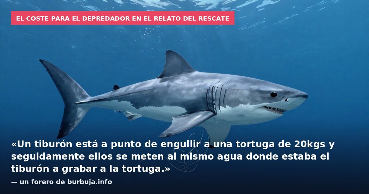 El coste para el depredador en el relato del rescate: «Un tiburón está a punto de engullir a una tortuga de 20kgs y seguidamente ellos se meten al mismo agua donde estaba el tiburón a grabar a la tortuga.» — un forero de burbuja.info