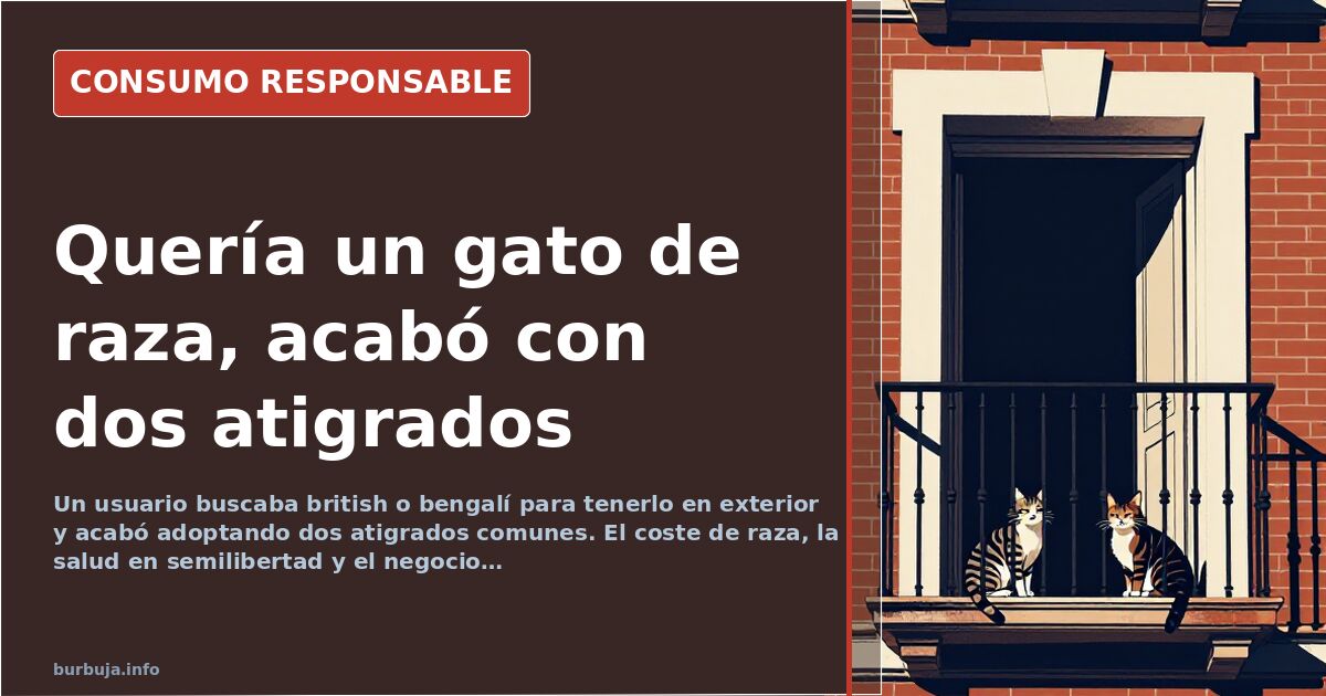 Dos gatitos atigrados grises adoptados de la calle descansan juntos en un catio exterior