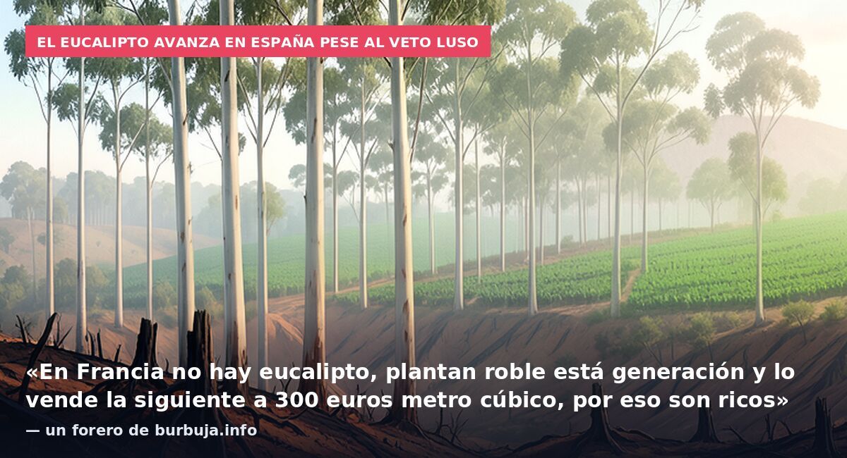 El eucalipto avanza en España pese al veto luso: «En Francia no hay eucalipto, plantan roble está generación y lo vende la siguiente a 300 euros metro cúbico, por eso son ricos» — un forero de burbuja.info