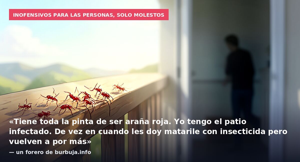 Inofensivos para las personas, solo molestos: «Tiene toda la pinta de ser araña roja. Yo tengo el patio infectado. De vez en cuando les doy matarile con insecticida pero vuelven a por más» — un forero de burbuja.info