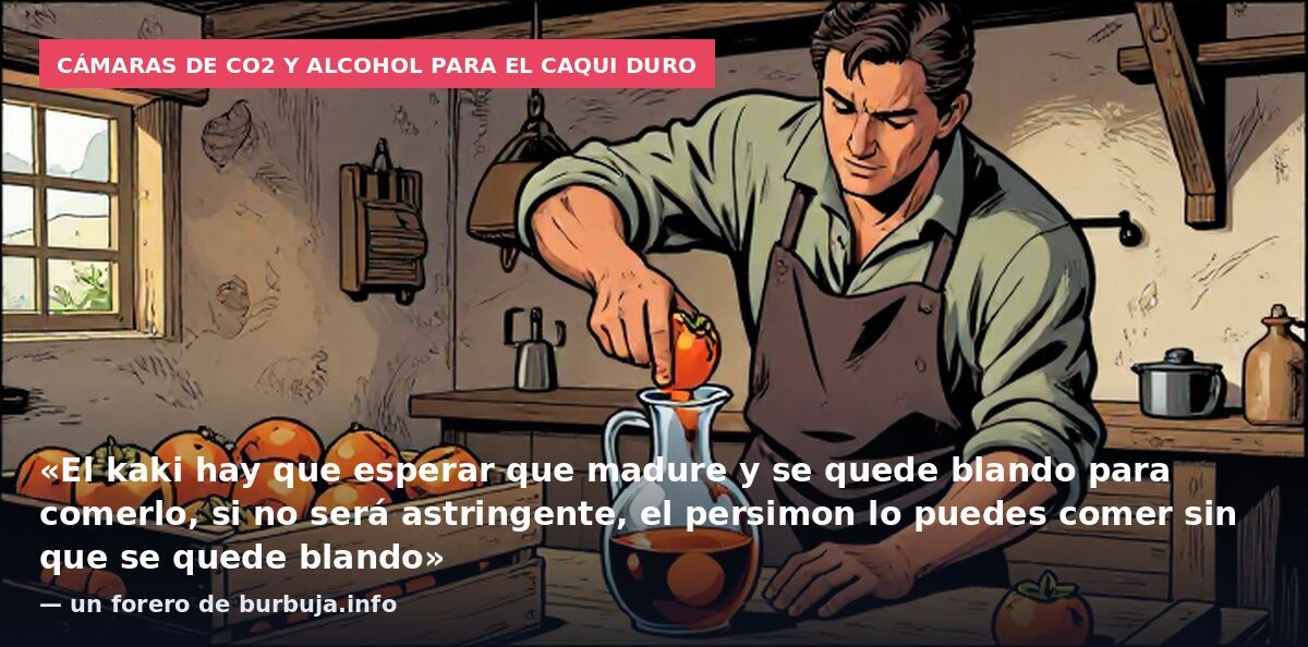 Cámaras de CO2 y alcohol para el caqui duro: «El kaki hay que esperar que madure y se quede blando para comerlo, si no será astringente, el persimon lo puedes comer sin que se quede blando» — un forero de burbuja.info