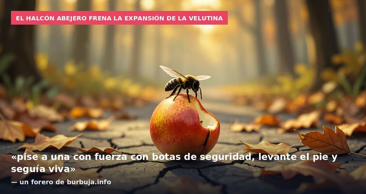 Un nido de avispa Velutina se vuelve a cobrar la vida de un hombre en Galicia.