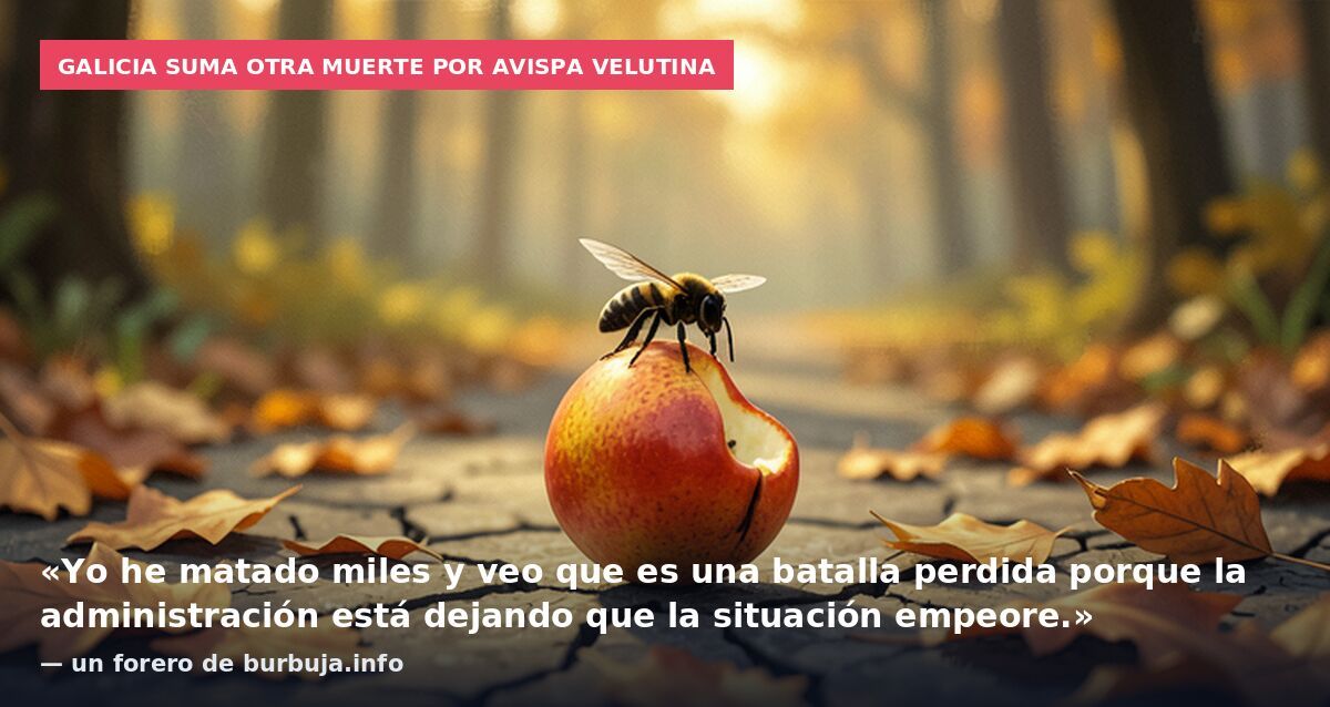 Galicia suma otra muerte por avispa velutina: «Yo he matado miles y veo que es una batalla perdida porque la administración está dejando que la situación empeore.» — un forero de burbuja.info