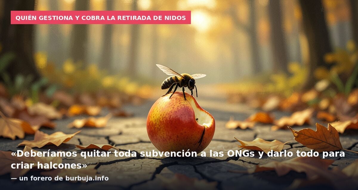 Un nido de avispa Velutina se vuelve a cobrar la vida de un hombre en Galicia.