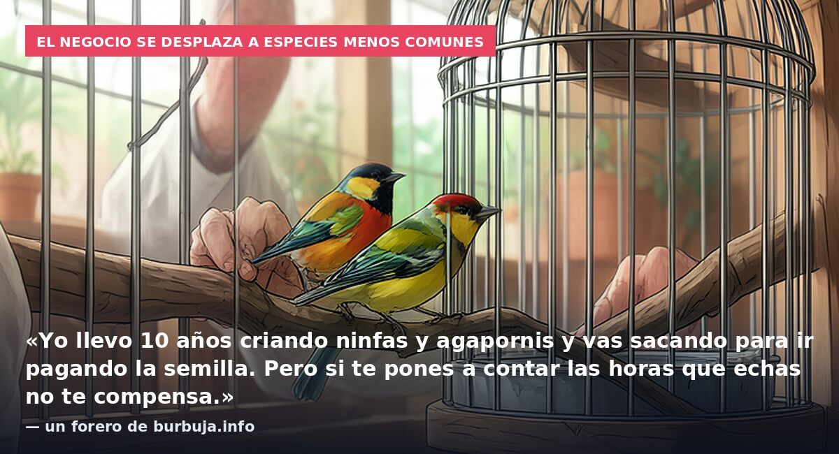 El negocio se desplaza a especies menos comunes: «Yo llevo 10 años criando ninfas y agapornis y vas sacando para ir pagando la semilla. Pero si te pones a contar las horas que echas no te compensa.» — un forero de burbuja.info