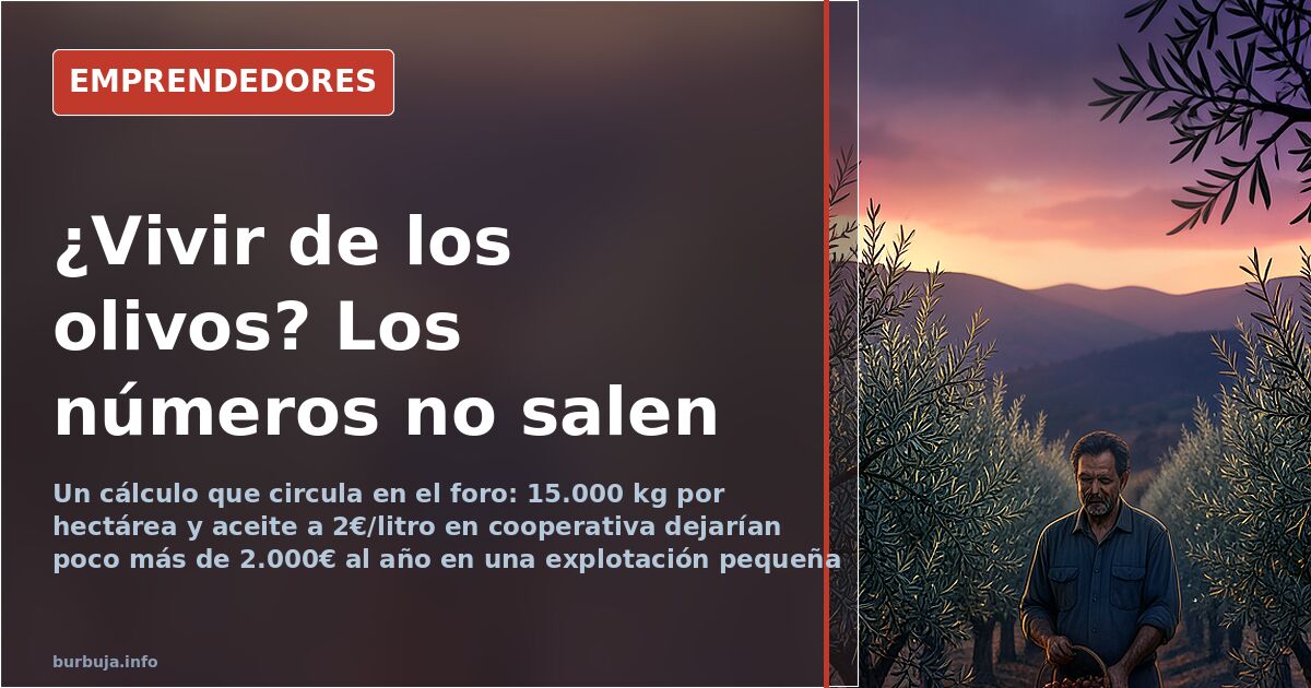 Olivar tradicional en secano con hileras de olivos centenarios y suelo pedregoso bajo luz de tarde