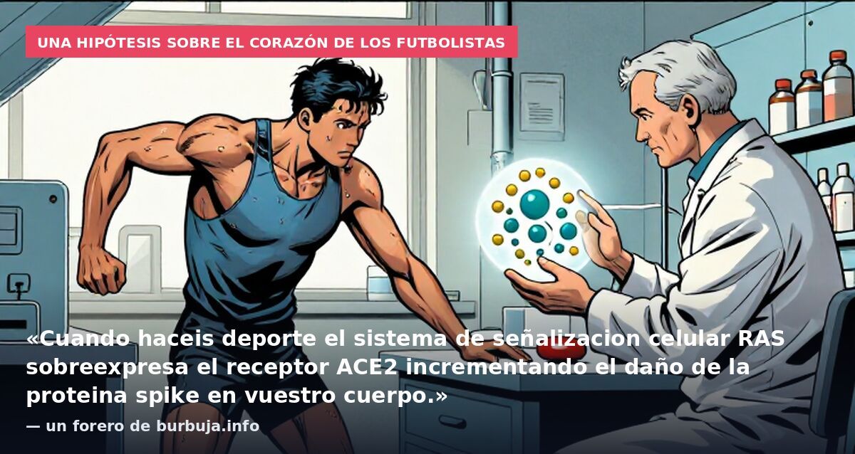 Una hipótesis sobre el corazón de los futbolistas: «Cuando haceis deporte el sistema de señalizacion celular RAS sobreexpresa el receptor ACE2 incrementando el daño de la proteina spike en vuestro cuerpo.» — un forero de burbuja.info
