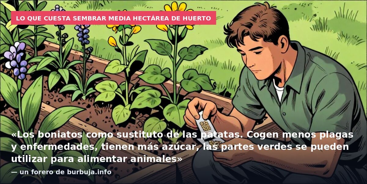 Lo que cuesta sembrar media hectárea de huerto: «Los boniatos como sustituto de las patatas. Cogen menos plagas y enfermedades, tienen más azúcar, las partes verdes se pueden utilizar para alimentar animales» — un forero de burbuja.info