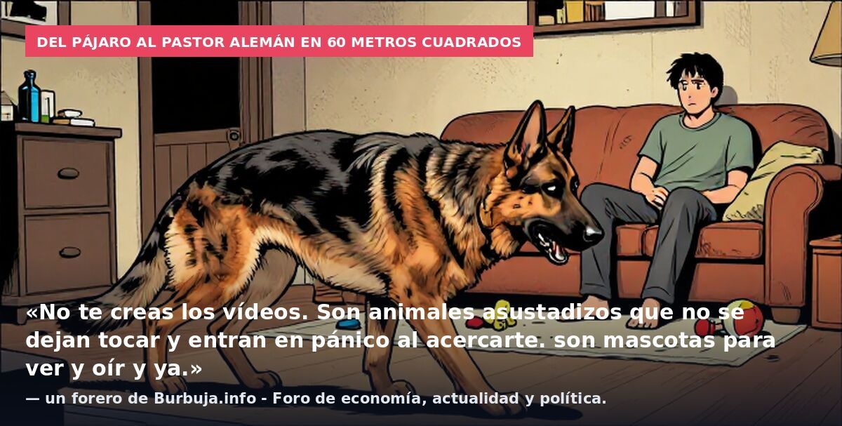 ¿Que os parece este una manolarito como mascota?