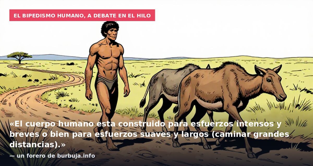 El bipedismo humano, a debate en el hilo: «El cuerpo humano esta construido para esfuerzos intensos y breves o bien para esfuerzos suaves y largos (caminar grandes distancias).» — un forero de burbuja.info