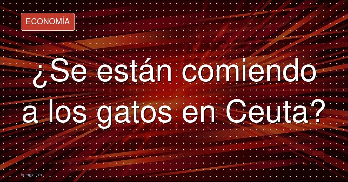 Ceuta: la guerra de las colonias felinas se cuece en las redes