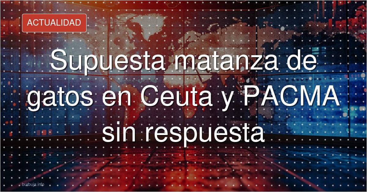 ¿Dónde está PACMA? Los gatos de Ceuta se esfuman