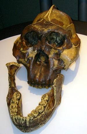 paranthropus-boisei-300-460-0.jpg