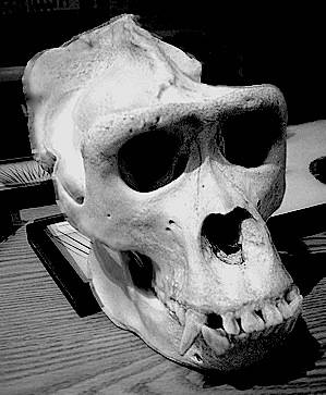 gorilla-skull-299-363-22.jpg