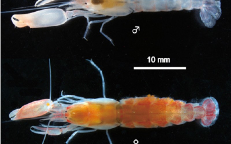 A-new-species-of-shrimp-discovered-in-swimming-beach-of-Japan-800x500_c.jpg