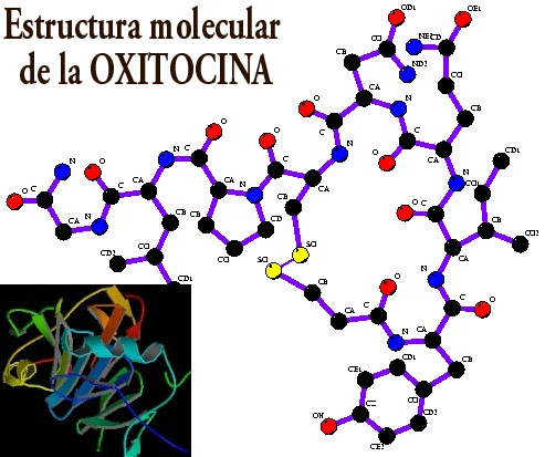 Oxitocina1.jpg