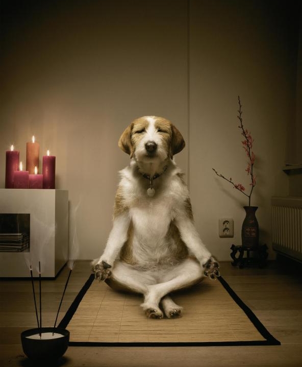 dog_meditation.jpg