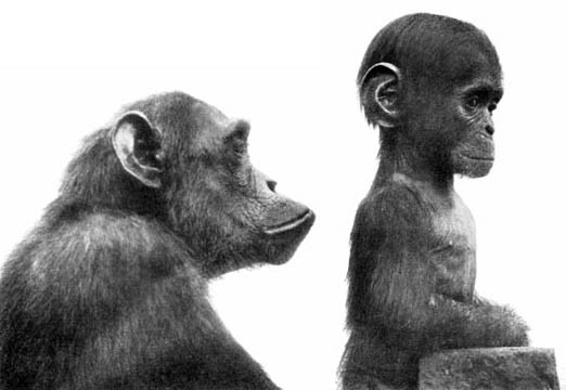 Adult_and_infant_chimpanzees.jpg
