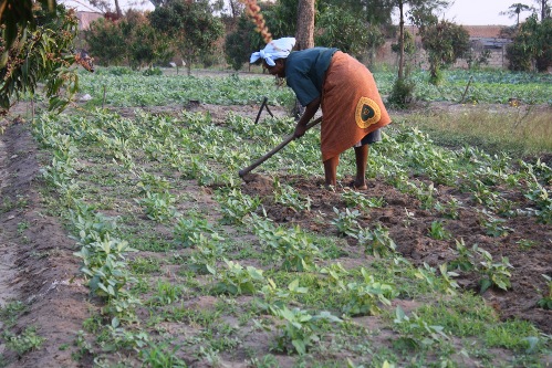 Agricultura_Africa.jpg
