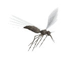 mosquito04.gif